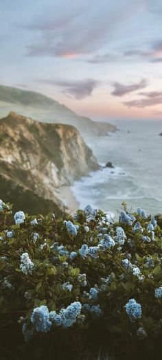 blue flowers are growing on the side of a cliff near the ocean and cliffs in the distance