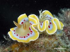 a yellow and white sea anemone with red spots