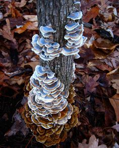 mushrooms growing on the side of a tree trunk