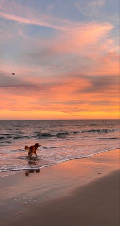 a dog is playing in the water at the beach as the sun sets over the ocean