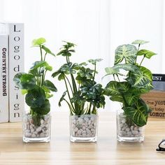 three potted plants sitting on top of a wooden table next to a pair of glasses