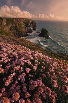 pink flowers are growing on the side of a cliff near the ocean and cliffs in the distance