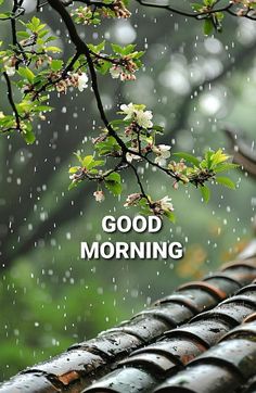 Raining Morning Quotes, Aikido Quotes, Good Morning Nature Images, Good Morning Posters, Welcome To My Profile, Good Morning Funny Pictures, Rainy Morning