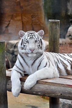 a white tiger laying on top of a wooden platform