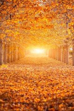 the sun is shining through some trees in an autumn forest with leaves on the ground