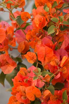 bright orange flowers with green leaves in the foreground