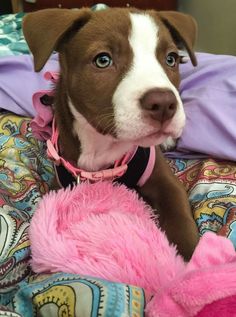 a brown and white dog laying on top of a bed next to a pink stuffed animal