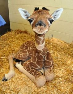 a baby giraffe sitting on top of hay