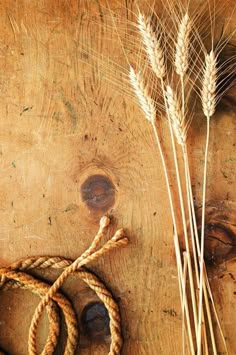 two stalks of wheat are tied up on a wooden surface with rope and twine