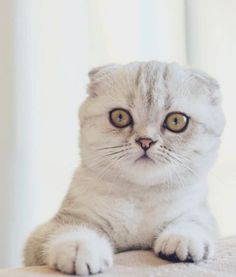 a small white kitten sitting on top of a bed next to a window and looking at the camera