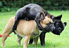 two dogs playing with each other in the grass