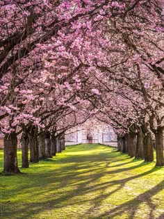 the trees are blooming all over the park