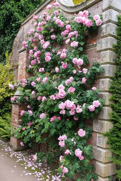 pink flowers growing on the side of a brick wall