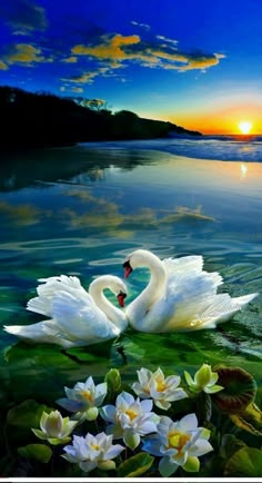 two white swans swimming in the water with lily pads and flowers around them at sunset