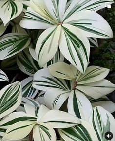 some white and green leaves are growing together