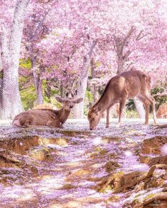 two deer laying down in the grass next to some trees with pink flowers on them