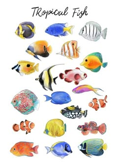 an image of tropical fish in watercolor and ink on white paper with the words tropical fish