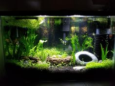 a fish tank filled with plants and other things in the dark night light, along with an empty toilet seat