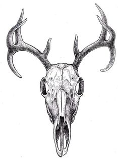 a drawing of a deer skull with large antlers on it's back end