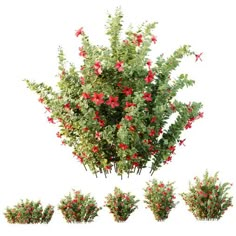 a bush with red flowers and green leaves in the middle, surrounded by smaller bushes