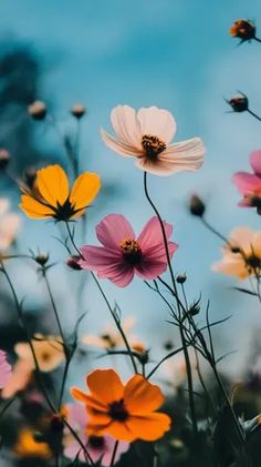 many different colored flowers are in the air with blue sky behind them and one flower has yellow, pink, and white petals