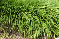 some very pretty green plants in the grass