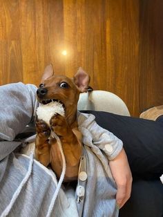 a small brown dog sitting on top of a person's lap holding a stuffed animal