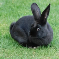 a black rabbit is sitting in the grass