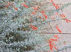 small orange flowers growing on the side of a building