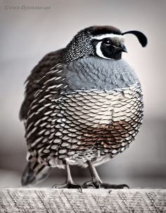 a bird sitting on top of a wooden table next to brown and white paint swatches