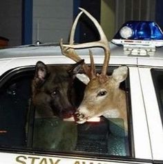 two deer head mounted on the roof of a police car