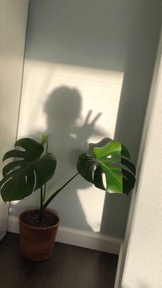 the shadow of a person's head on a wall next to a potted plant