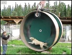 a man walking his dog on a leash in front of a large metal object that looks like a barrel