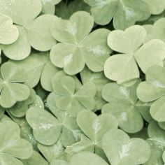 several green clovers are shown in close up