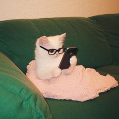 a small kitten wearing glasses sitting on top of a couch holding a remote control in its paws