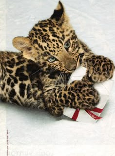 a baby leopard laying on its back in the snow