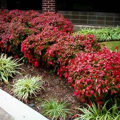 red and green plants in front of a brick building