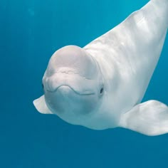 a large white dolphin swimming under water