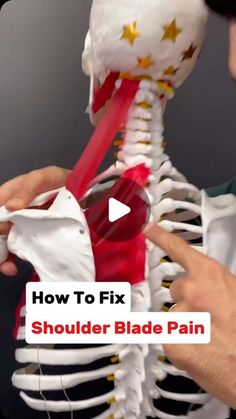 Health DIY - Natural Remedies on Instagram: "Do you experience shoulder blade pain that just won’t go away? Great post by @drjoedamiani for more! 🙏  You’ve tried stretching it, massaging it and fixing your posture but it keeps coming back? Plus you get headaches and it seems like it’s all connected? (Well you’re probably right!)  You see when we have improper shoulder blade function, the muscles that connect it to the spine have to overwork and those muscles tug on the neck which can cause headaches!  PLUS, if your upper back and rib head joint are stiff… then the muscles (rhomboids, levant scapulae and upper trapezius have to work even more). SO to fix the situation we have to:  1.) Release the muscles to put them in a more healthy state. 2.) Mobilize the upper spine and rib head joints Stretch For Shoulder Blade Pain, How To Release Trapezius Muscle, Shoulder And Upper Back Stretches, Release Trapezius Muscle, Stretches For Shoulder Blade Pain, Stiff Upper Back, Shoulder Blade Pain Relief Stretches, Scapula Stretches For Pain, Stretches For Shoulder Blades