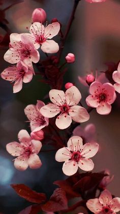 pink flowers are blooming on a tree branch