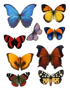 a group of different colored butterflies on a white background