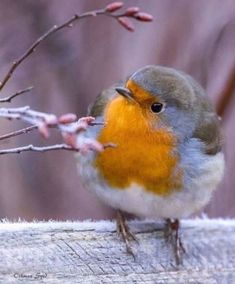 a small bird perched on top of a piece of wood next to a tree branch