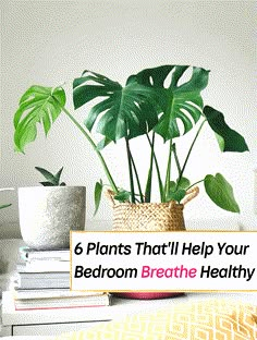 a potted plant sitting on top of a table next to some books and plants