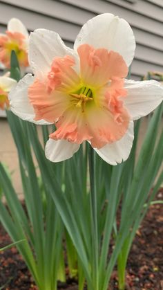 two white and orange flowers in front of a house