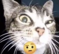 a cat with an emoticive look on its face