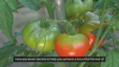 Never Plant Tomatoes Without This. Read This For Large Fruits And More Tomatoes – Slick Garden Plant Tomatoes, Tomato Fertilizer, Tomato Seedlings, Vegetable Garden Tips, Growing Strong, Planting Tips, Root Growth, Garden Terrarium