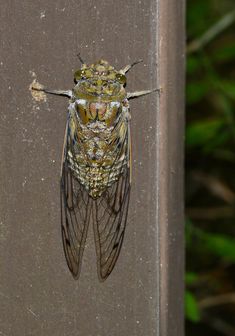 a large insect sitting on top of a wooden post