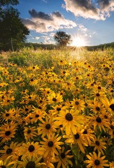 the sun shines brightly over a field of wildflowers