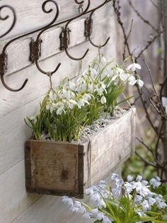 two wooden boxes with flowers in them are hanging on a wall next to some plants