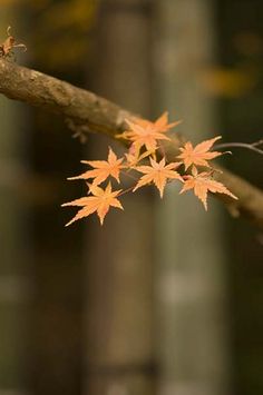 an orange maple leaf on a tree branch